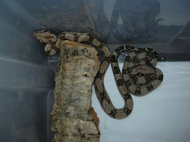 Diverse Boa - Schlangen Boa - Kelkheim