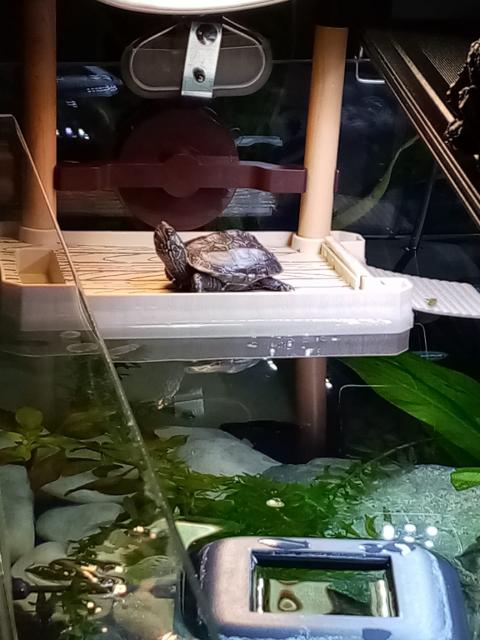 Chinesische Dreikielschildkröte - Schildkroeten - Gevelsberg 