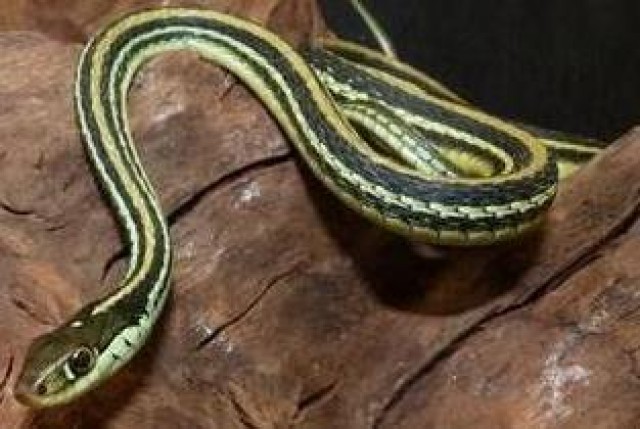 Strumpfbandnatter 25,- - Schlangen Natter - Ehingen