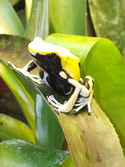 Dendrobates tinctorius  - Frosch - Suhl