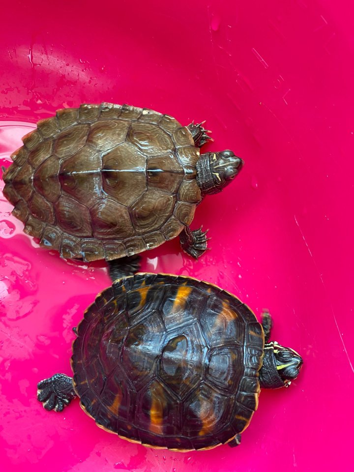 Rotbauch Schmuckschildkröte und Hocker-Schildkröte - Schildkroeten - 