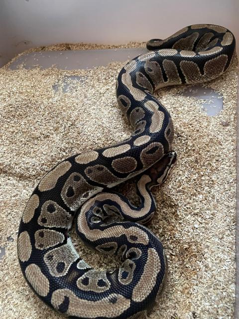 Königspython - Schlangen Python - Schauenburg