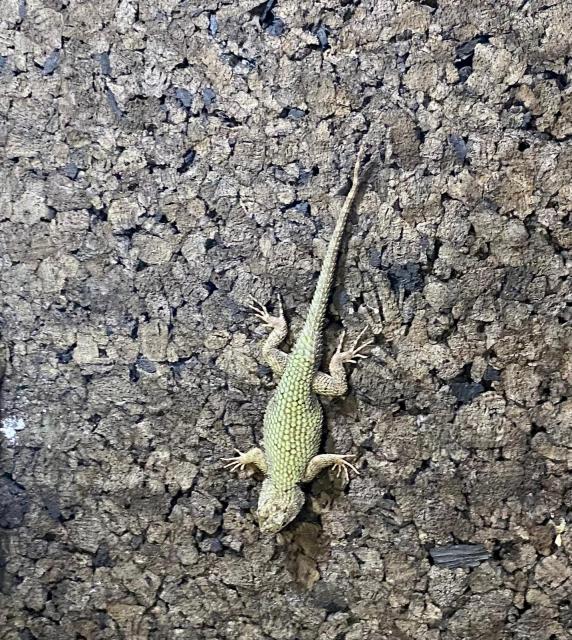 Grüner Leguan Malachitgrüner Leguan  - Leguan - Kalletal