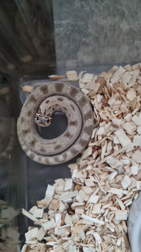 Hakennasennatter bestandsauflösung - Schlangen - Bochum