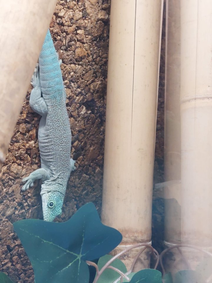 Madagaskar Taggeckos ink. Terrarium - Gecko - Mittelbiberach