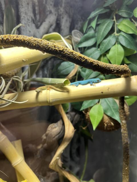 Lygodactylus williamsi 1.1.2 - Gecko - Bad Säckingen 