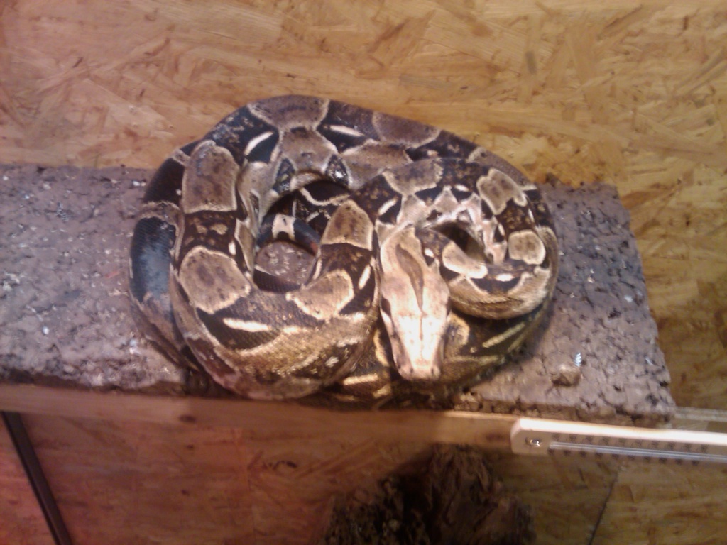 Boa Constrictor ca 2,00 Meter lang - Schlangen - Wuppertal