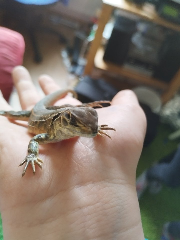 Schmetterlingsagame (Leiolepis belliana) Spike sucht neues Zuhause - Echsen - Weinheim