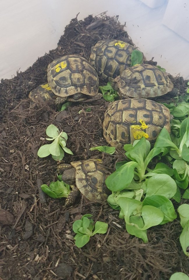 Griechische Landschildkröten - Schildkroeten - Salzburg / Österreich