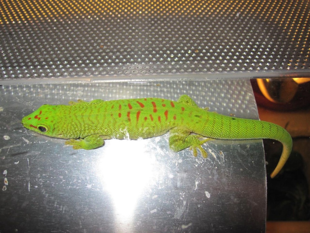 Mad Grandis Männchen (Gr. Taggecko) mit Terrarium - Gecko - Rödermark