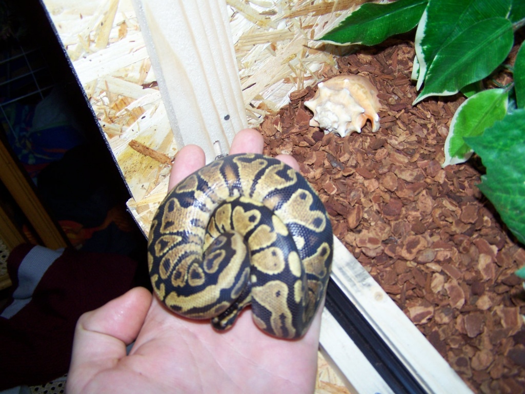 Python regius Yellow Belly - Sonstige Reptilien - Köln