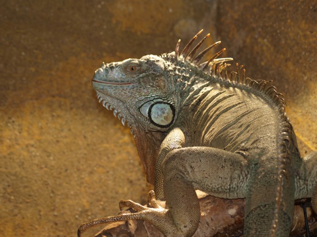 Grüner Leguan  - Echsen - Schönebeck