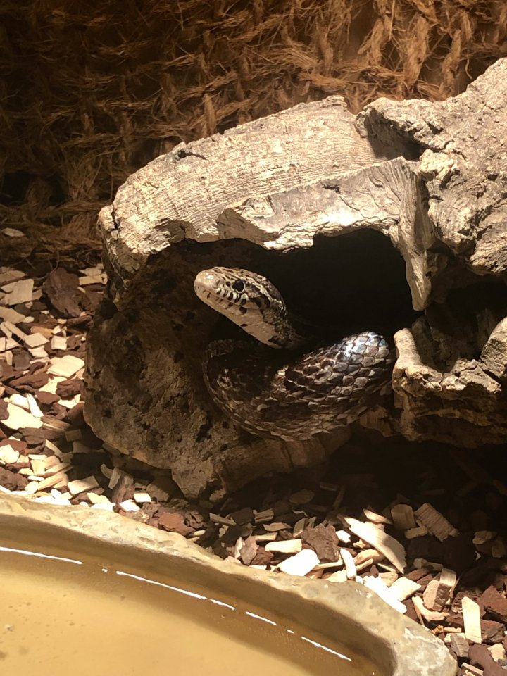 Kornnatter (Schwarz Grau) mit Terrarium und Buch - Schlangen - Erfurt