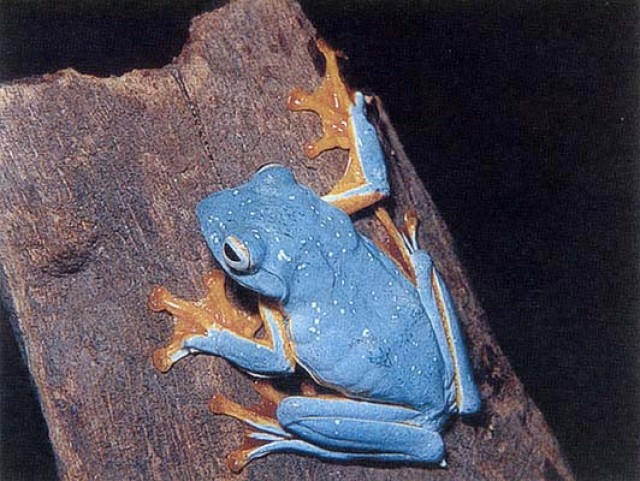 Dendobaten und so weiter... - Frosch - harsewinkel