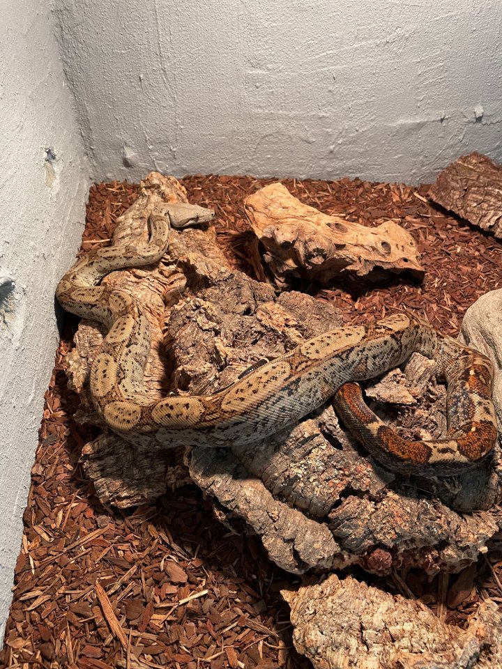 1. 1 Boa constrictor Hog Island DNZ2020 - Schlangen - Rötsweiler-Nockenthal