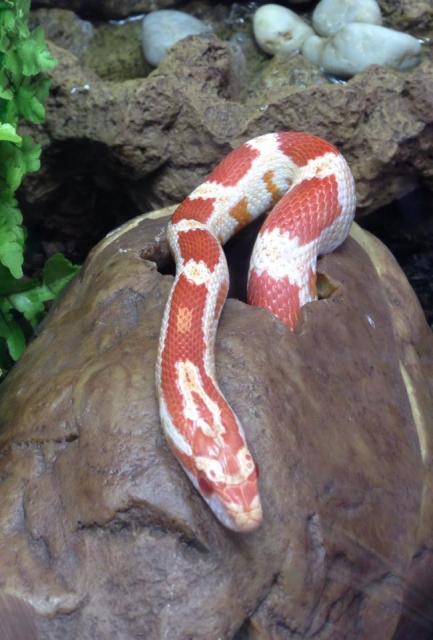 Exo Terra Terrarium inkl. Beleuchtung/Deko und Kornnatter  - Schlangen Natter - Trappenkamp