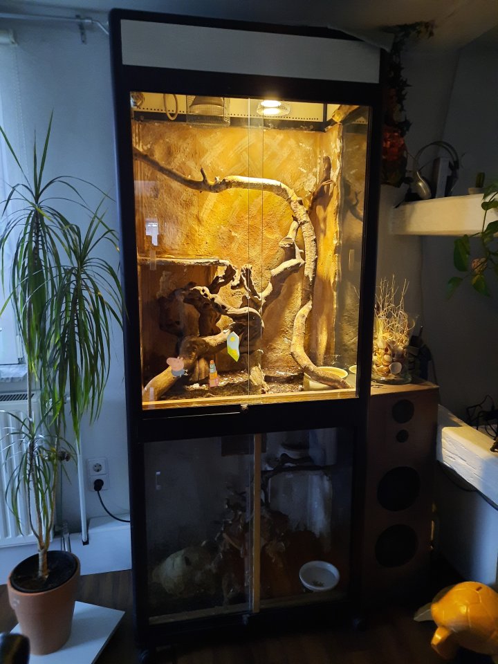 Terrarium mit 1Boa und 1Kornnatter - Schlangen - Bisingen