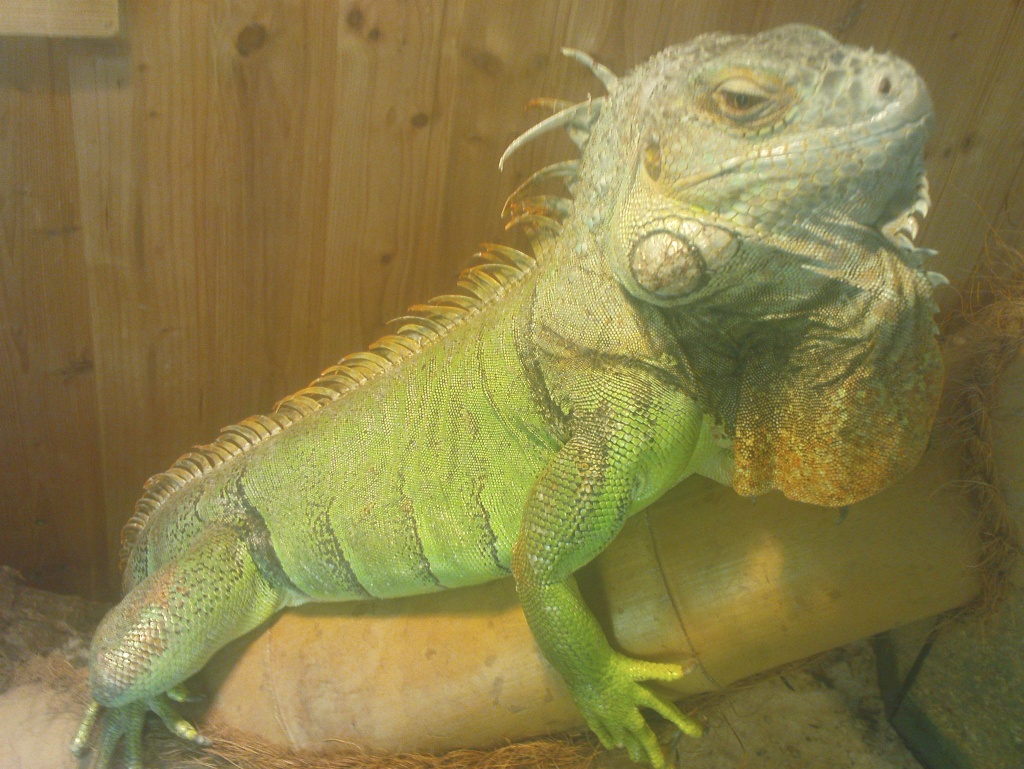 Leguane abzugeben - Leguan - Berlin