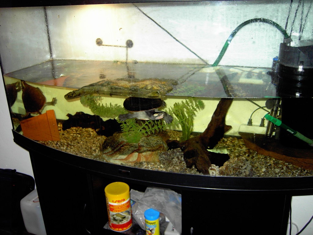 2 sehr schöne und gesunde Spitzkopfwasser Schildkröten mit einem Großen Juvel Be - Schildkroeten - Heidelberg