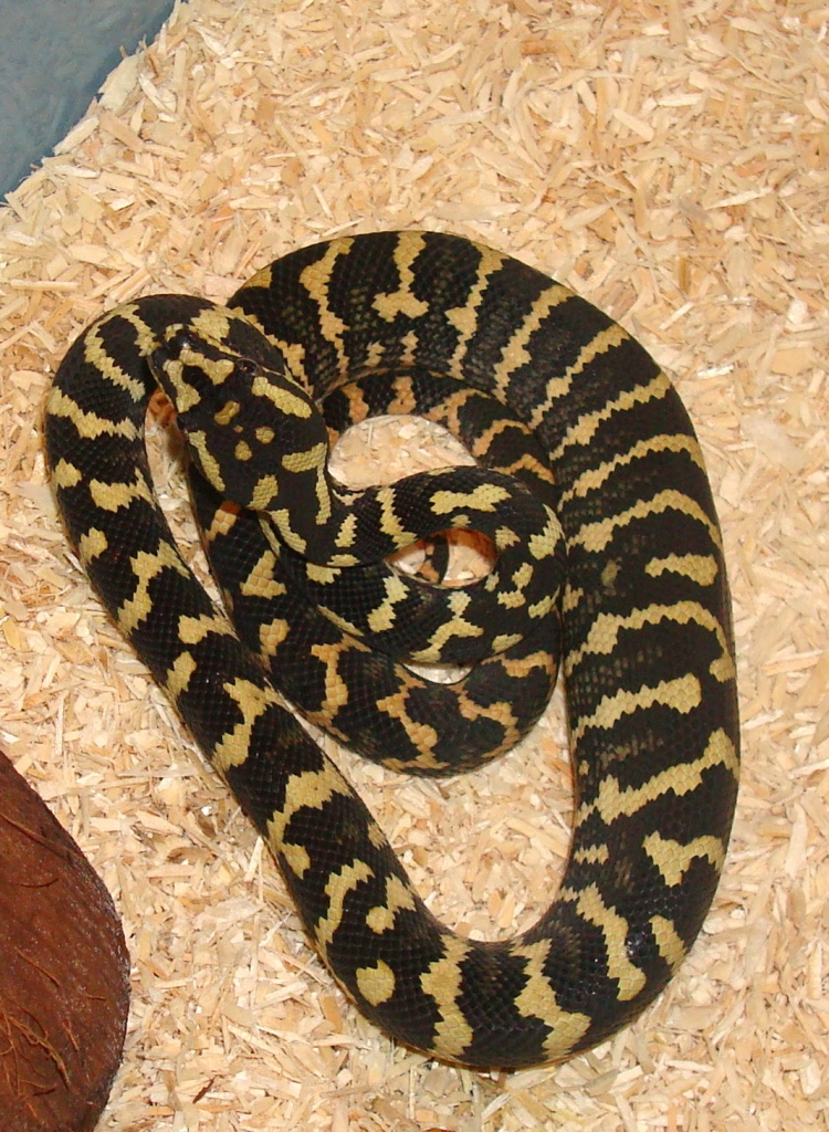 4 Teppichphytons günstig zu verkaufen - Schlangen - Osnabrück