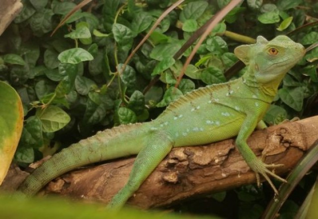 Abzugeben: Stirnlappenbasilik (Basiliscus plumifrons) NZ 2017 - Basilisk - Mannheim