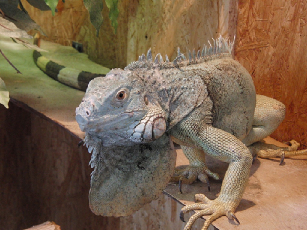 Leguanpärchen abzugeben, handzahm. - Leguan - Erfurt