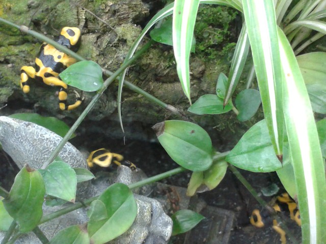 4 Leucomelas mit Papieren,adult,2 pärchen mit ihrem zu Hause, - Frosch - kerken