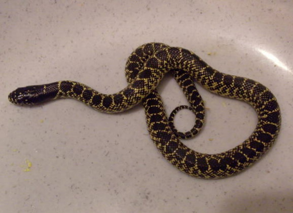 Lampropeltis getula splendida - Schlangen - Dinslaken
