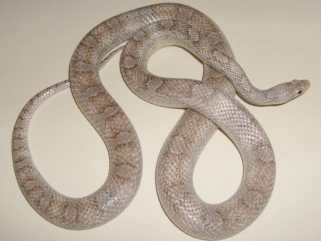 0.1 „Granit“ - ( Anerytristic - Bloodred )adult - TOP!!! - Schlangen - Berlin