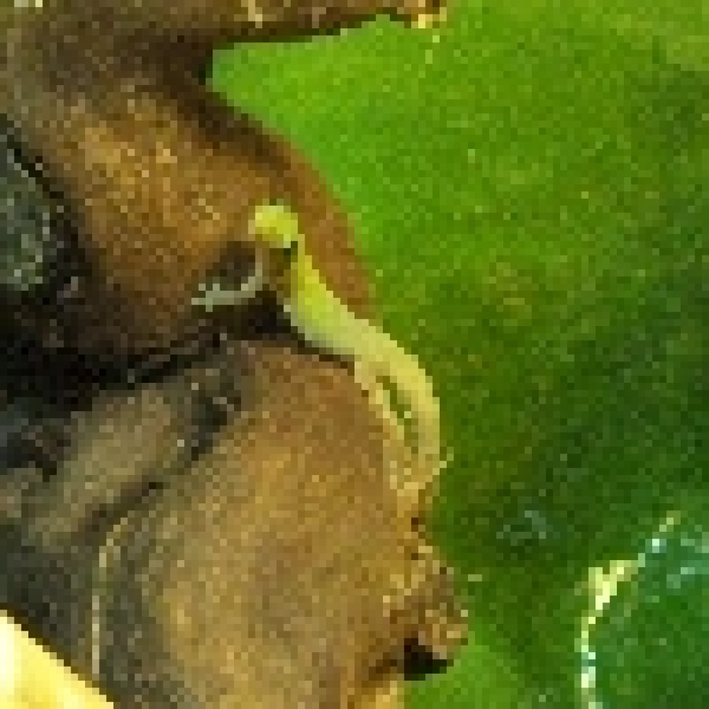 Goldstaubgecko Phelsuma Lat.laticauda - Gecko - 91781