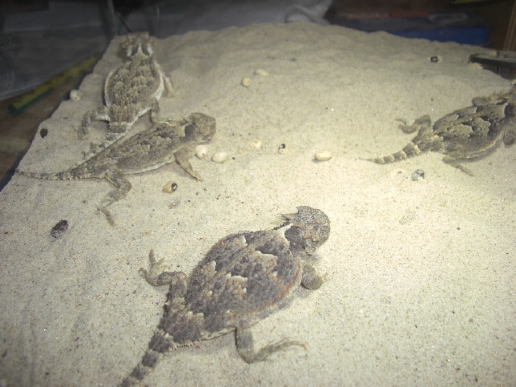 3 - 4 Phrynosoma platyrhinos / Wüstenkrötenechse - Leguan - Gengenbach