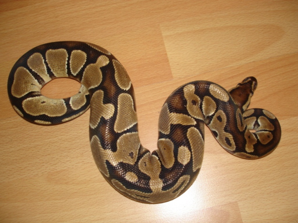 Python Regius (BOCK) - Schlangen - Balingen