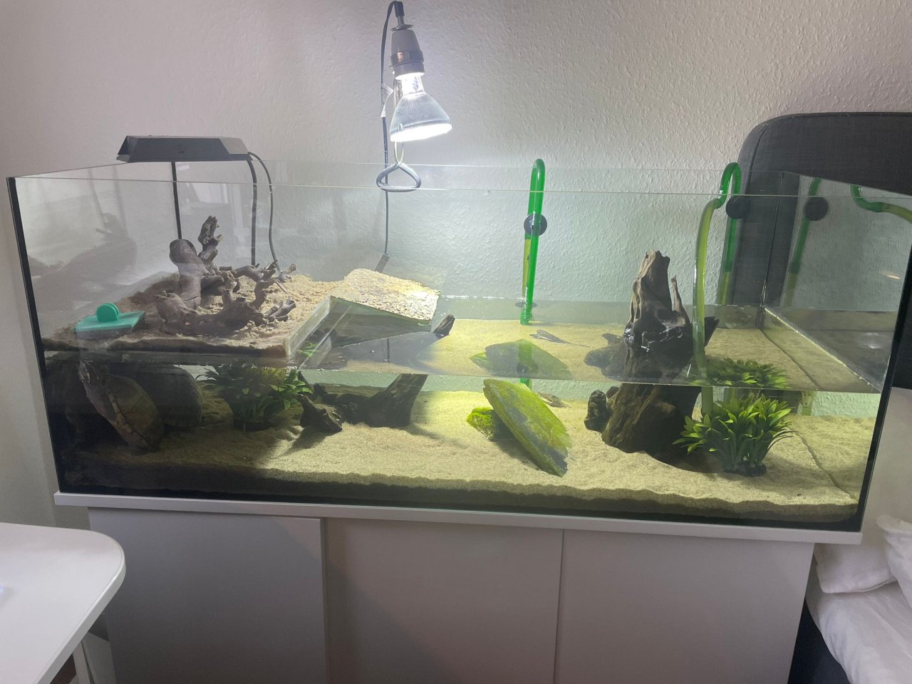 2 Wasserschildkröten mit Aquariumschrank und Zubehör - Schildkroeten - Ingelheim