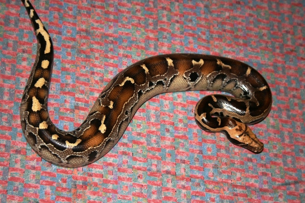 Blutpython Python curtus brongersmai - Schlangen - Flensburg