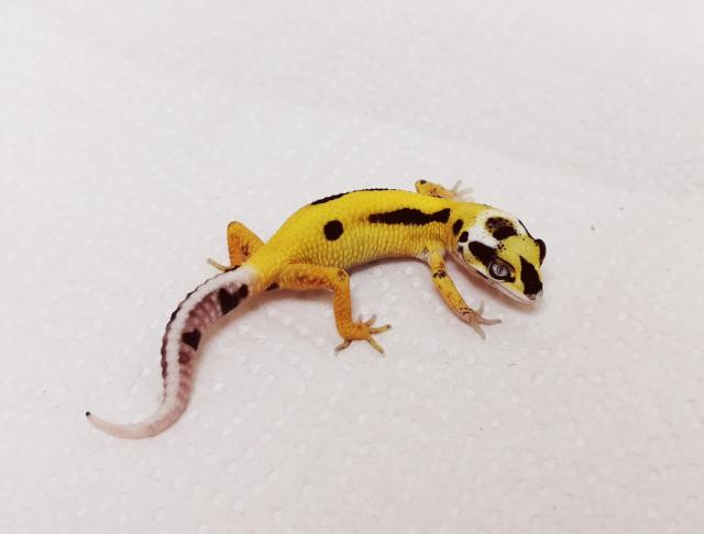 Leopardgecko NZ 2022 Lemon Frost - Echsen - Selm