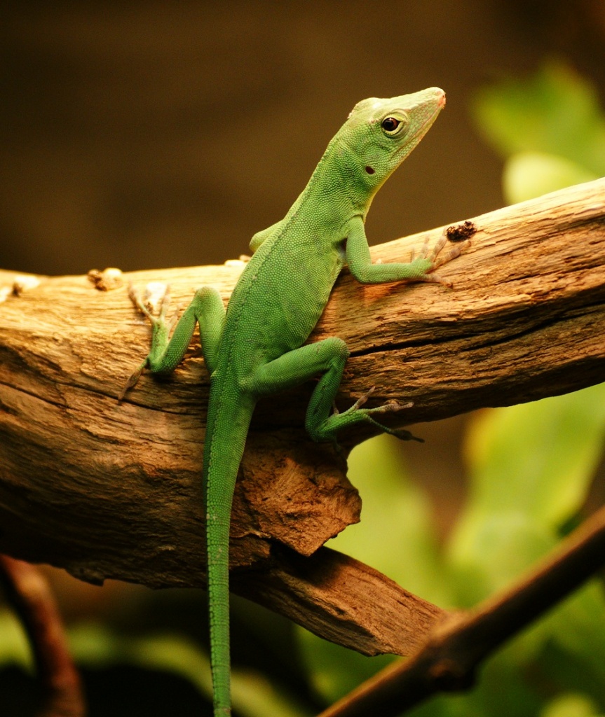 1.0 Anolis garmani - Anolis - Berlin