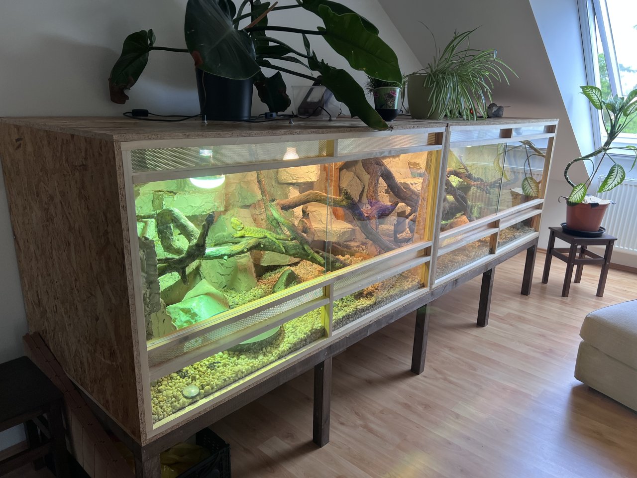 Bartagamen mit Terrarium - Bartagame - Obermichelbach