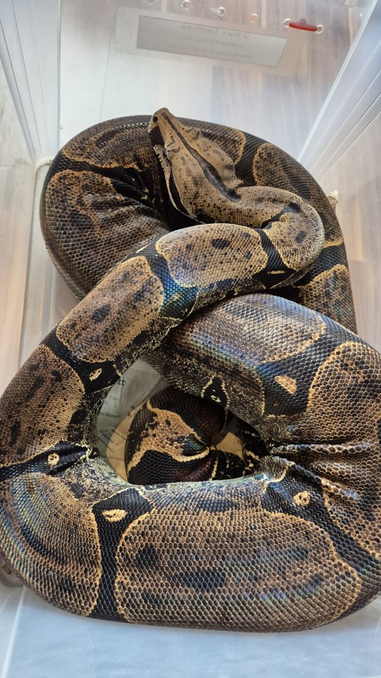 1.0 Surinam Boa c. constrictor 2012 Stöckl - Schlangen - Weingarten