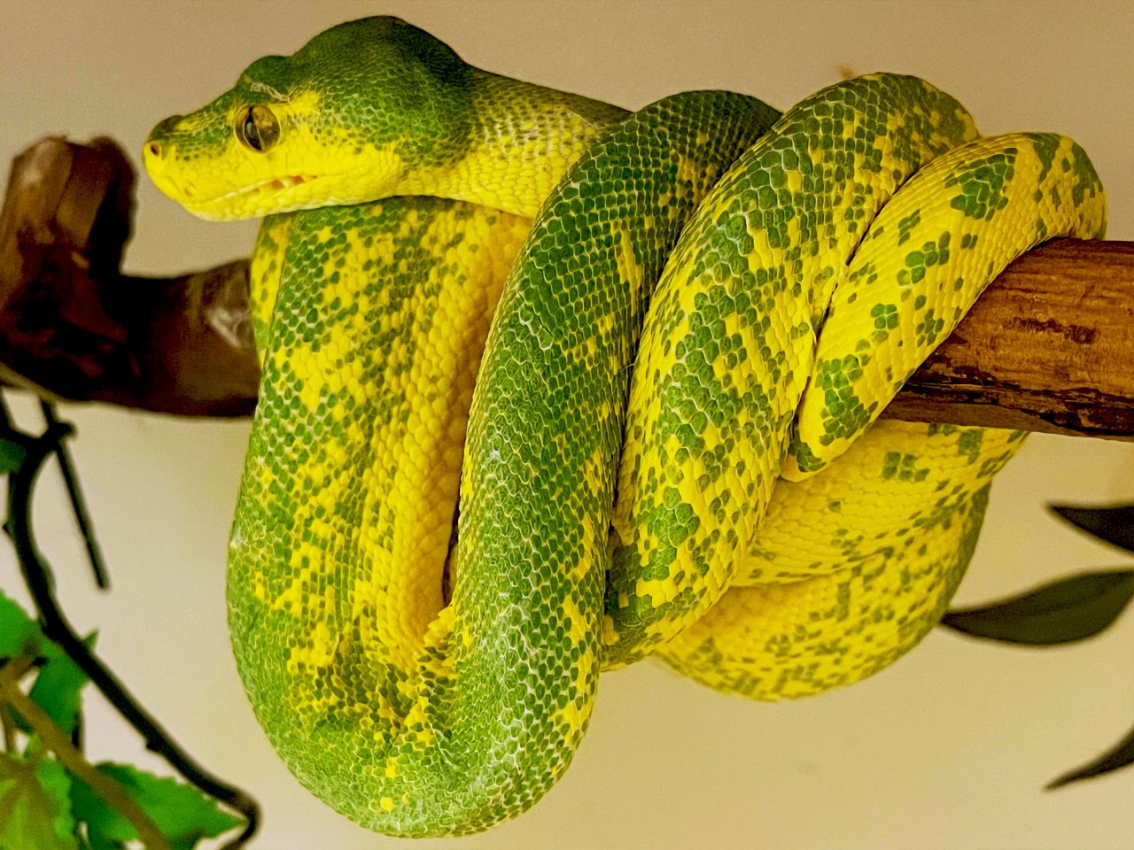 Chondro Python High Yellow Blue Line 0.1 - Schlangen - Mörfelden-Walldorf
