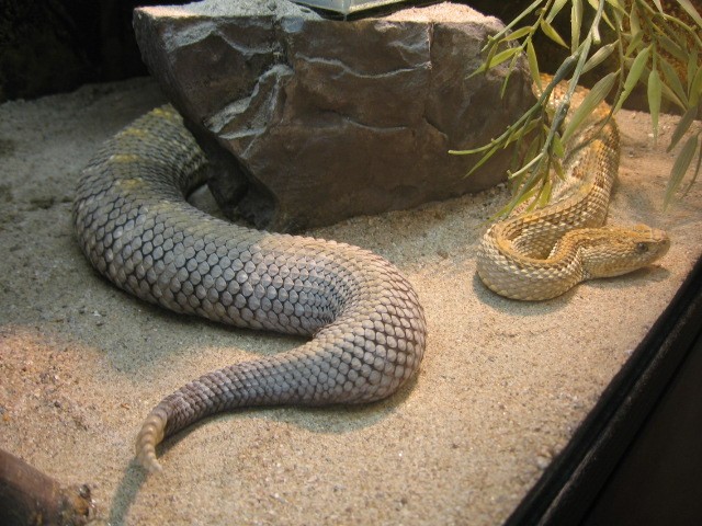 Aruba-Inselklapperschlangen - Schlangen Giftschlangen - Sulzbach