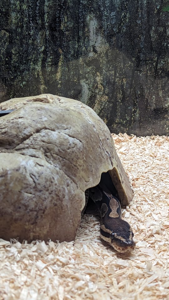 Königspython Weibchen samt Zubehör und Terrarium - Schlangen - Haiger
