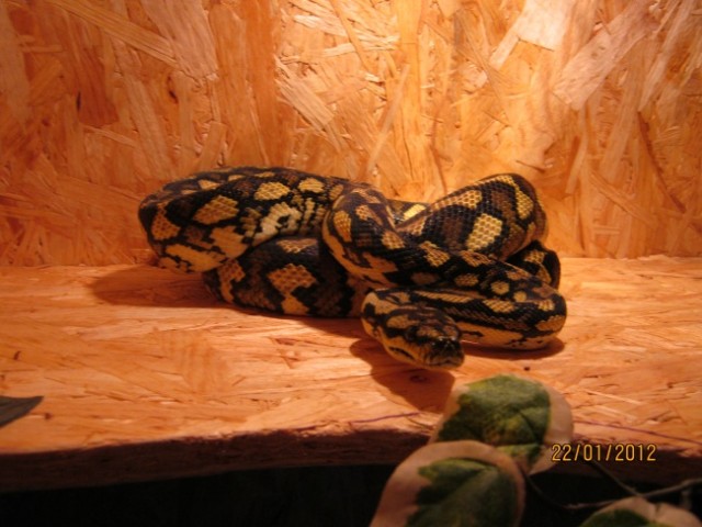 Teppichpython + Terrarium - Schlangen Python - Ronsberg