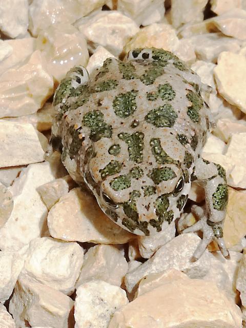 Wechselkröte bufotes viridis NZ 2021 Knoblauchkröte Pelobates Fuscus NZ 2021 - Frosch - Winnenden