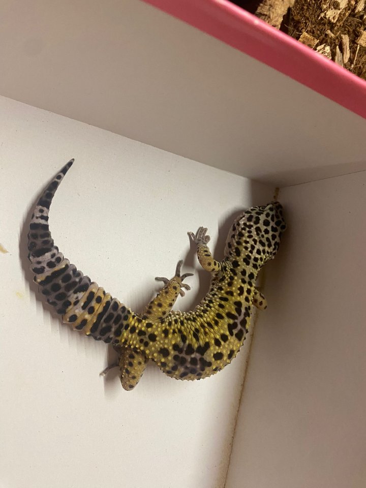Leopardgecko weibchen - Gecko - Paderborn