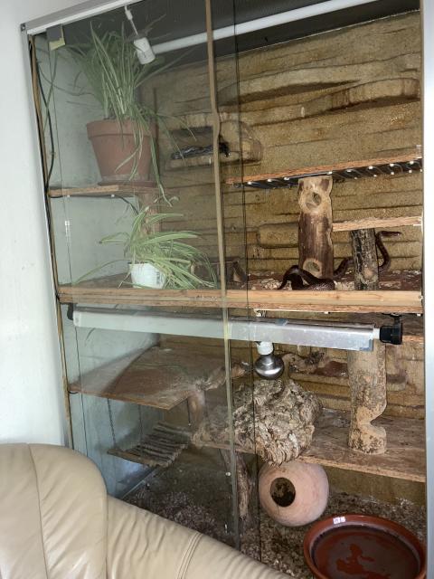 Kornnattern & Zubehör - Schlangen Natter - Adlkofen