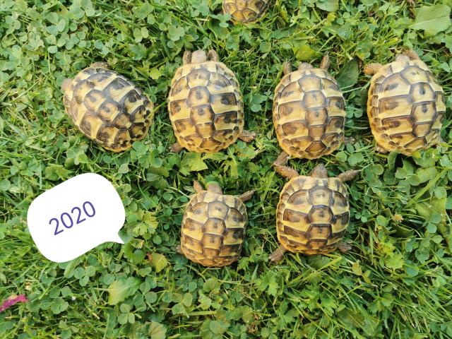 Griechische landschildkröten Nz 2020/2021 - Schildkroeten - Gründau