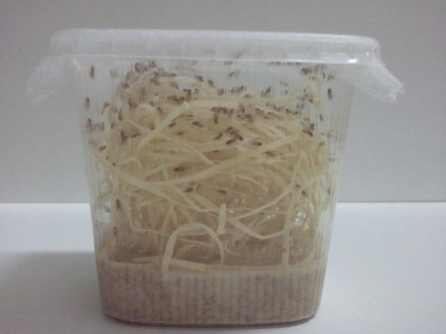 Drosophila hydei, hydei gold und melanogaster - Futtertiere - berlin