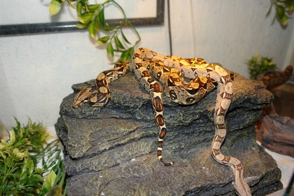 Boa Constrictor Imperator zu verkaufen - Schlangen - Paderborn