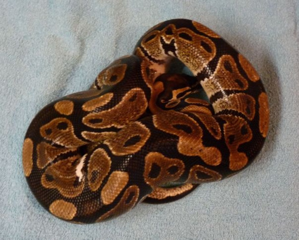 Pythons königspython - Schlangen - Fröstockheim