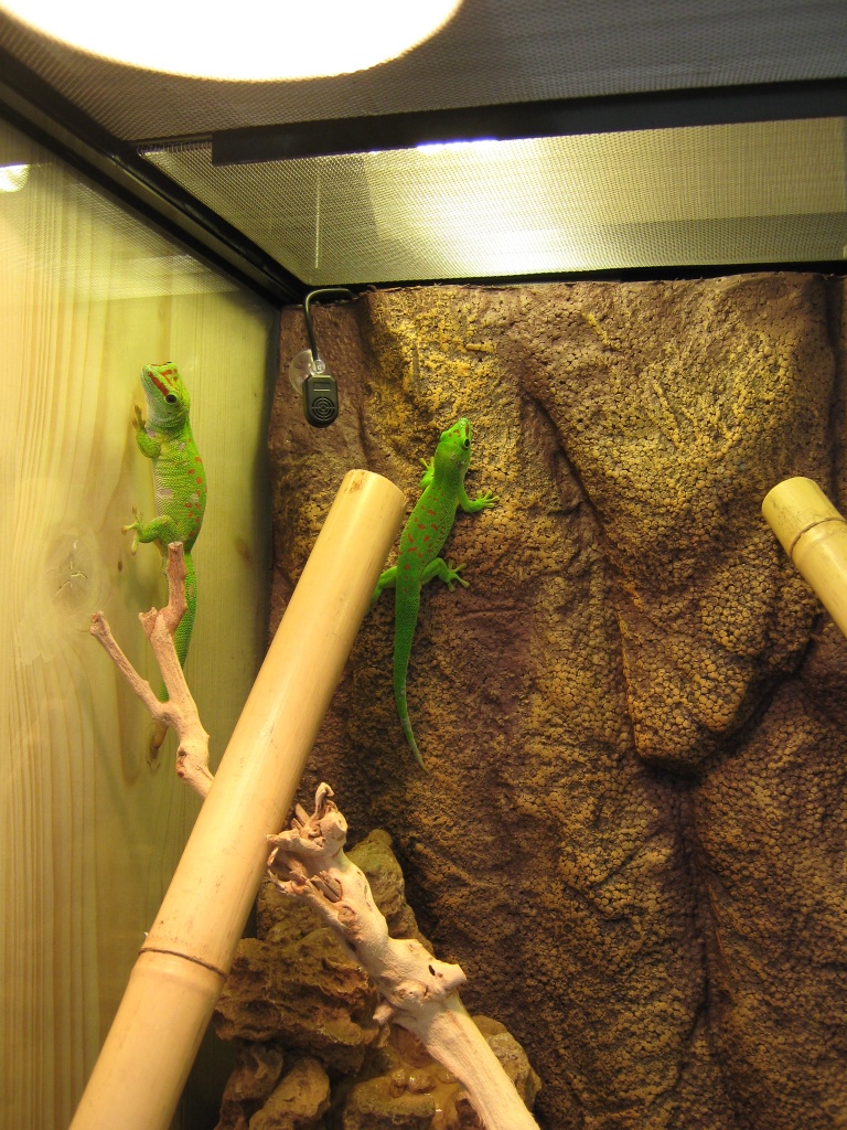 Phelsuma madagascariensis grandis Großer Madagaskar-Taggecko Bock abzugeben - Gecko - Dießen
